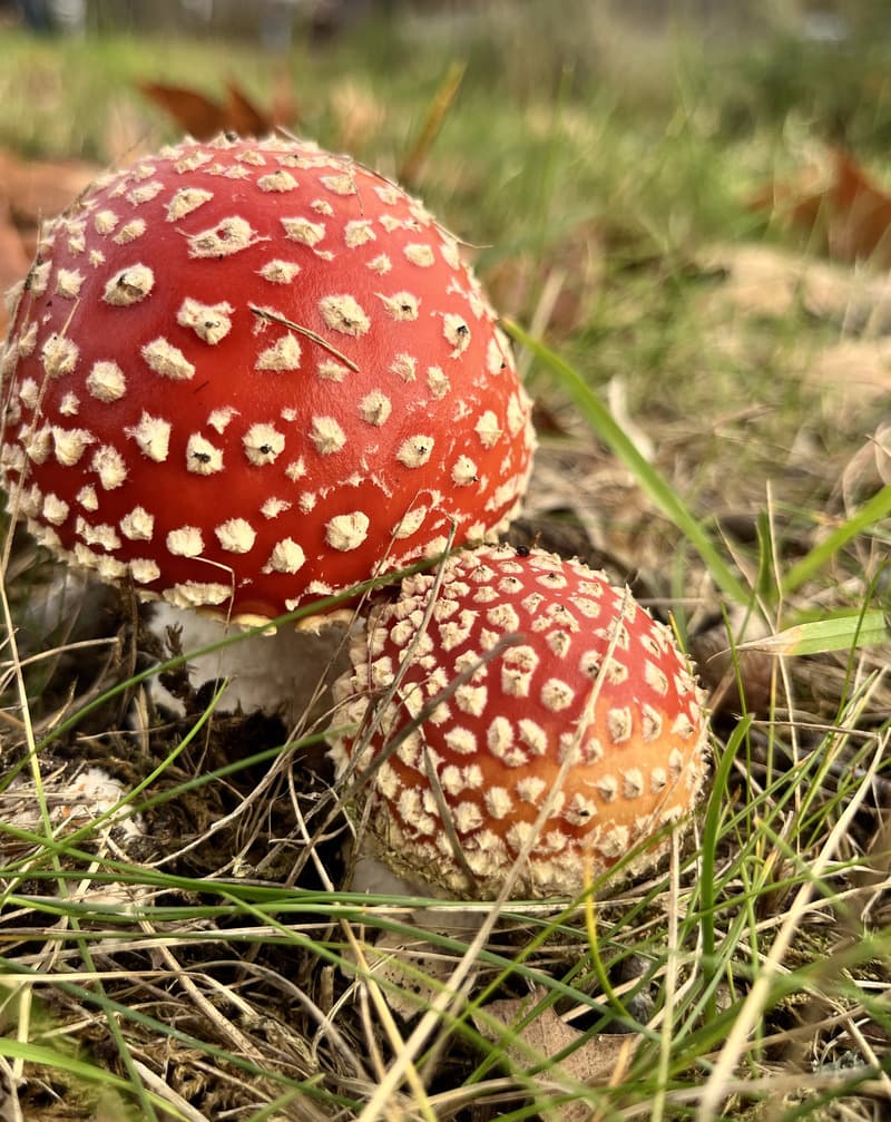 Two red-and-white fly-agaric mushrooms growing in autumn grass.