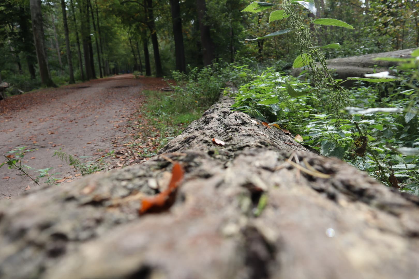 A forest path seen past a mossy fallen log in the foreground.