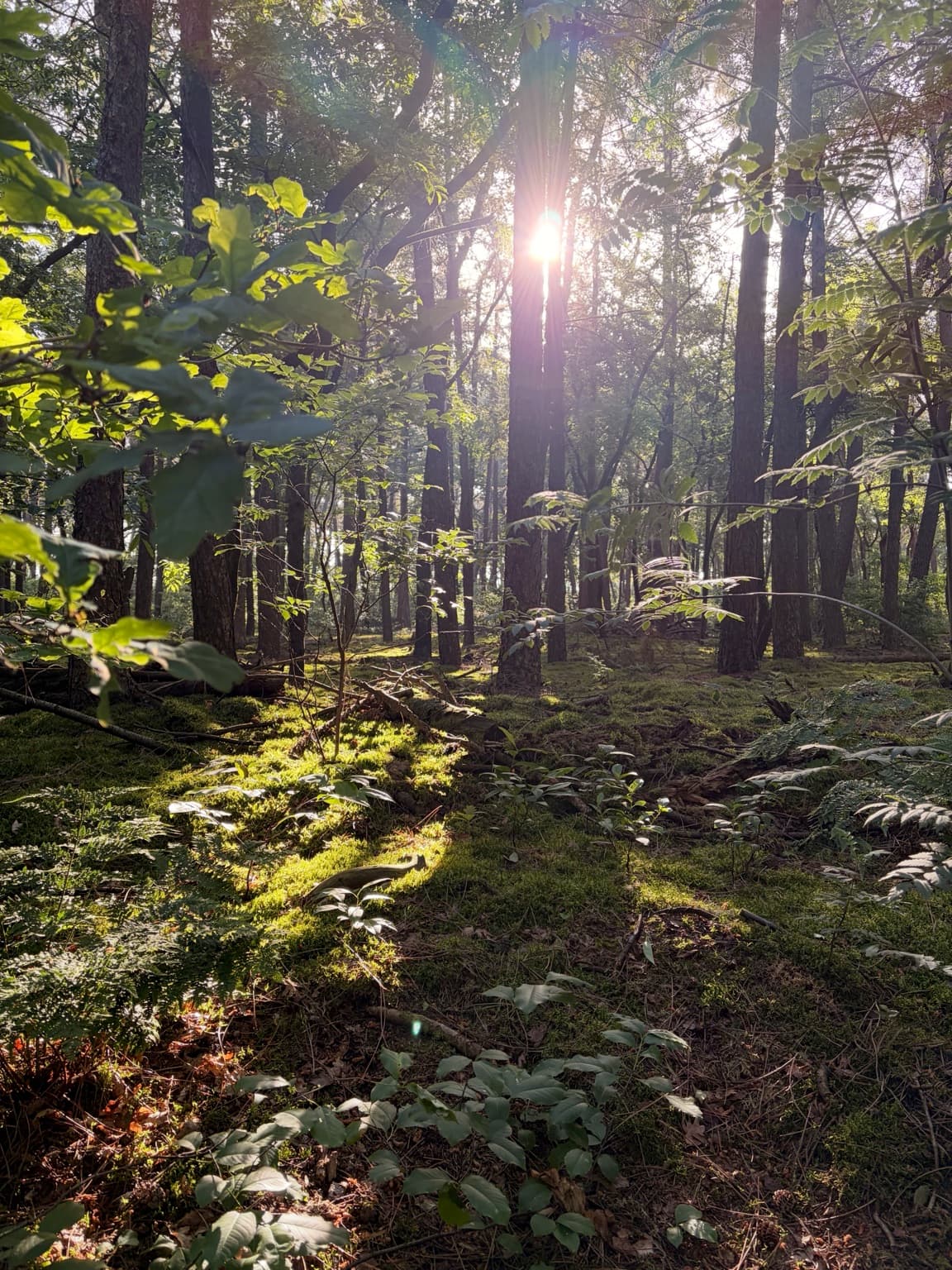Low sunlight shining through tall trees in a mossy forest.