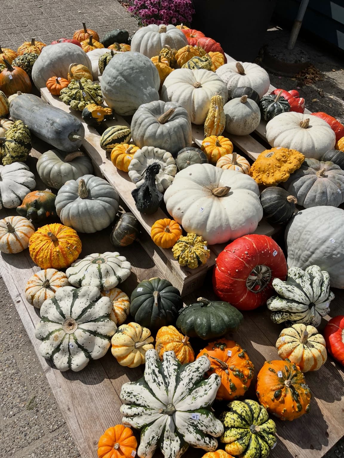 A large outdoor display of pumpkins and gourds in white, green, orange and yellow.