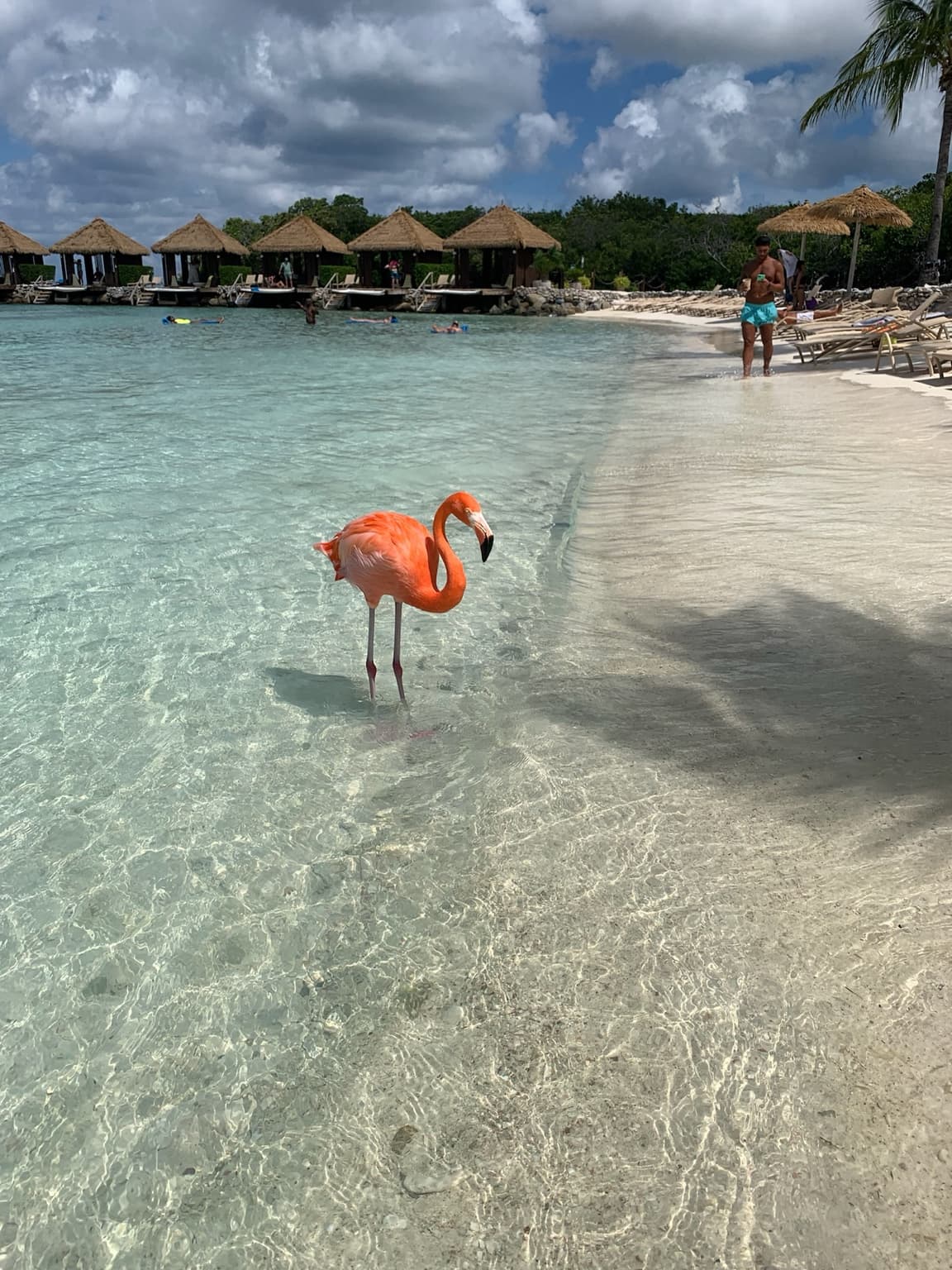 Flamingo standing at the waterline in clear Caribbean water on Renaissance Island