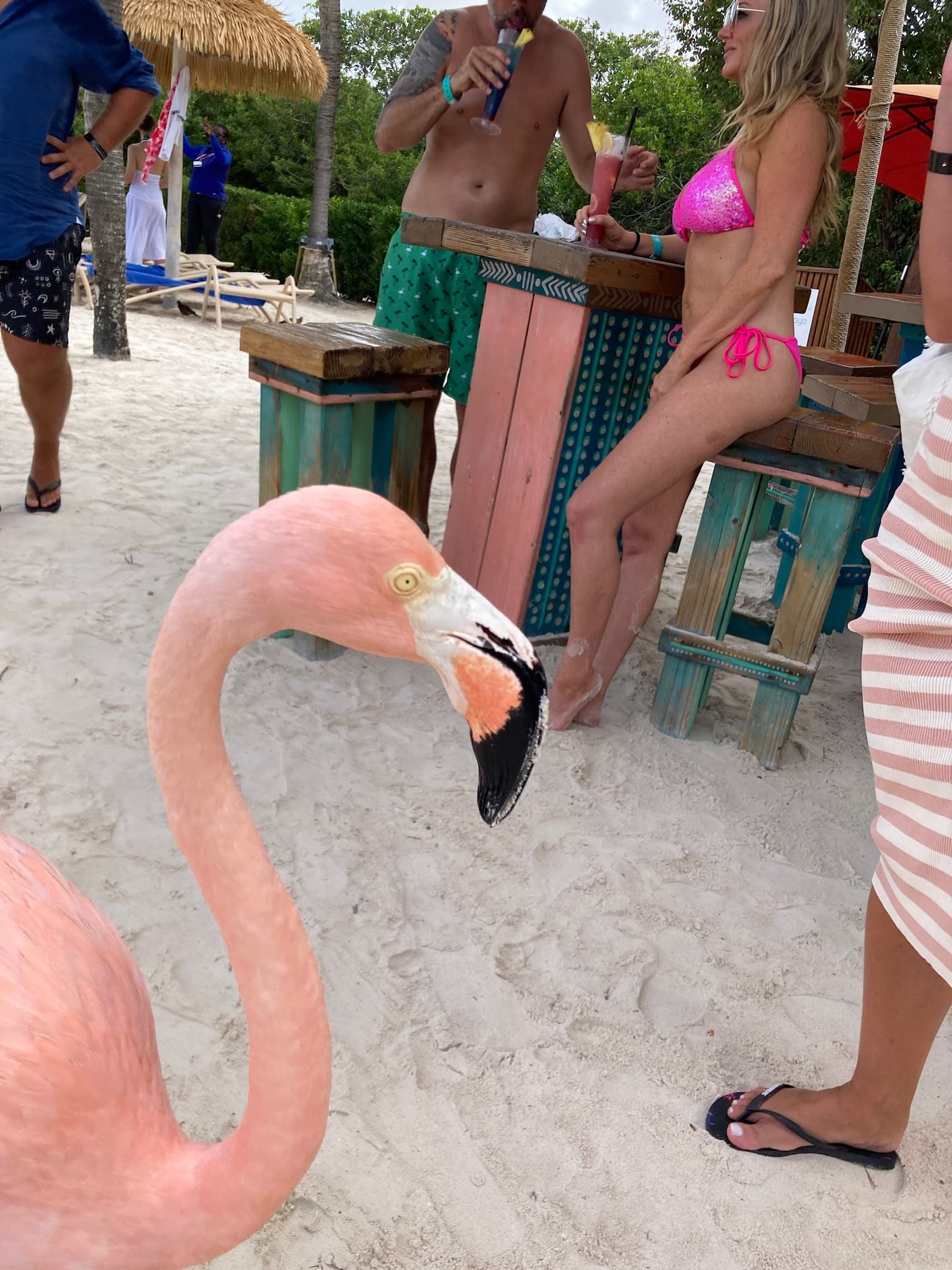 Close view of a pink flamingo standing on the beach at Renaissance Island