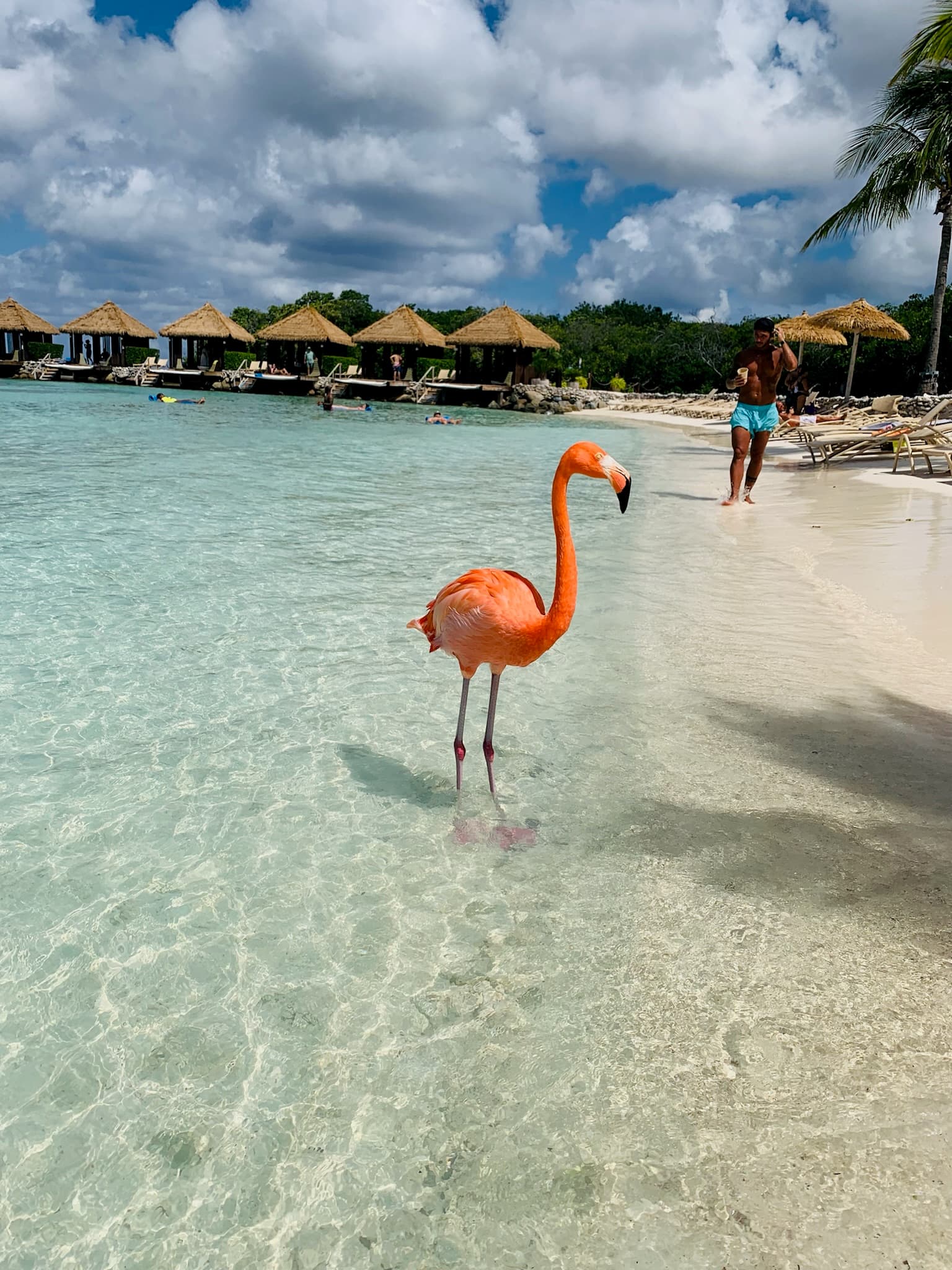 Flamingo standing in clear shallow water on Renaissance Island, Aruba