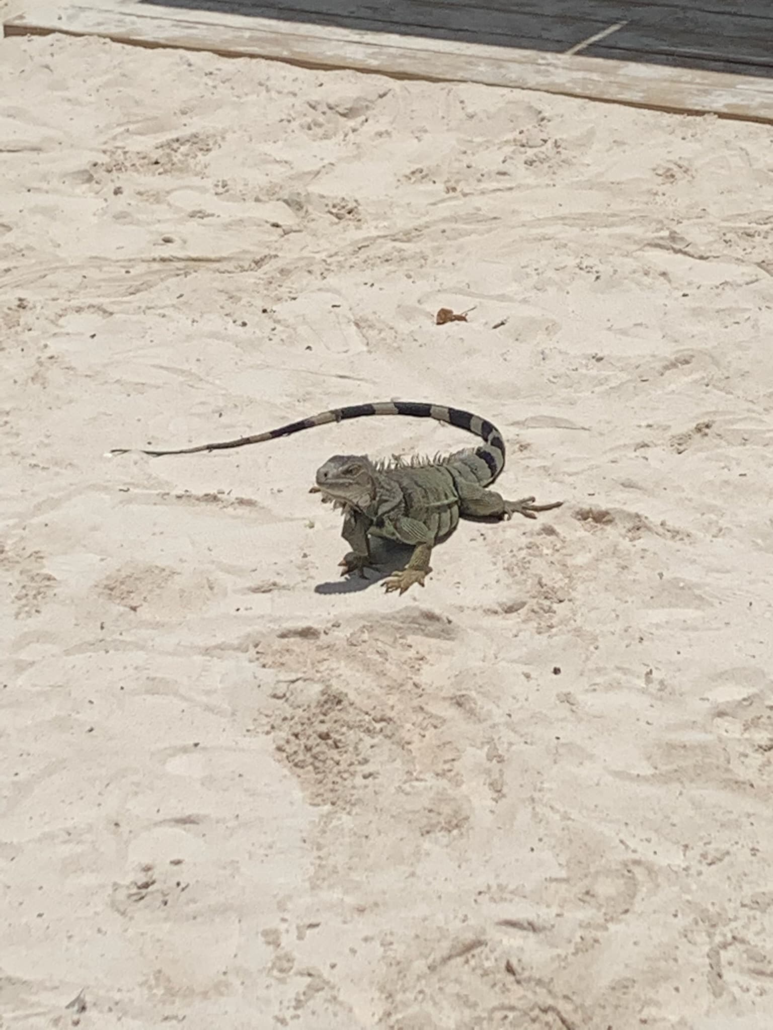 Free-roaming iguana walking across the sand at Renaissance Island