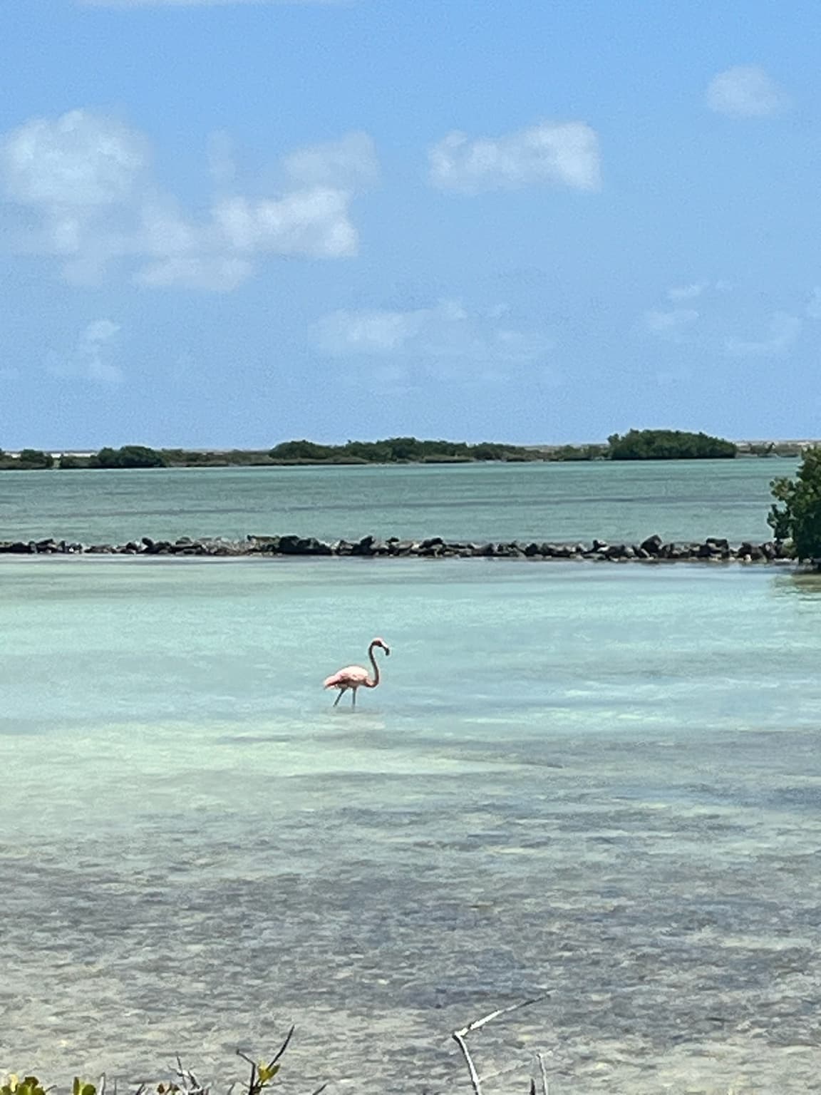 Single pink flamingo standing in pale turquoise shallow water beneath a blue sky